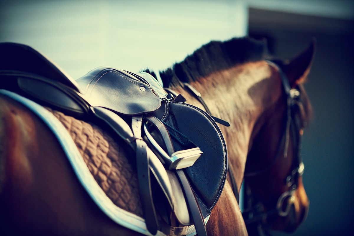 Horses Saddle