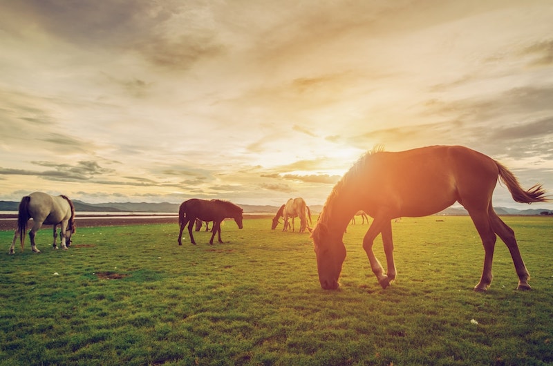 Horses in field