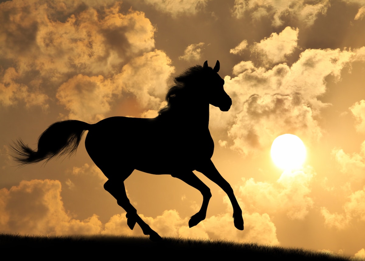 A Silhouette of a horse