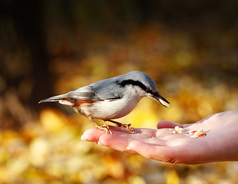 Bird Seed